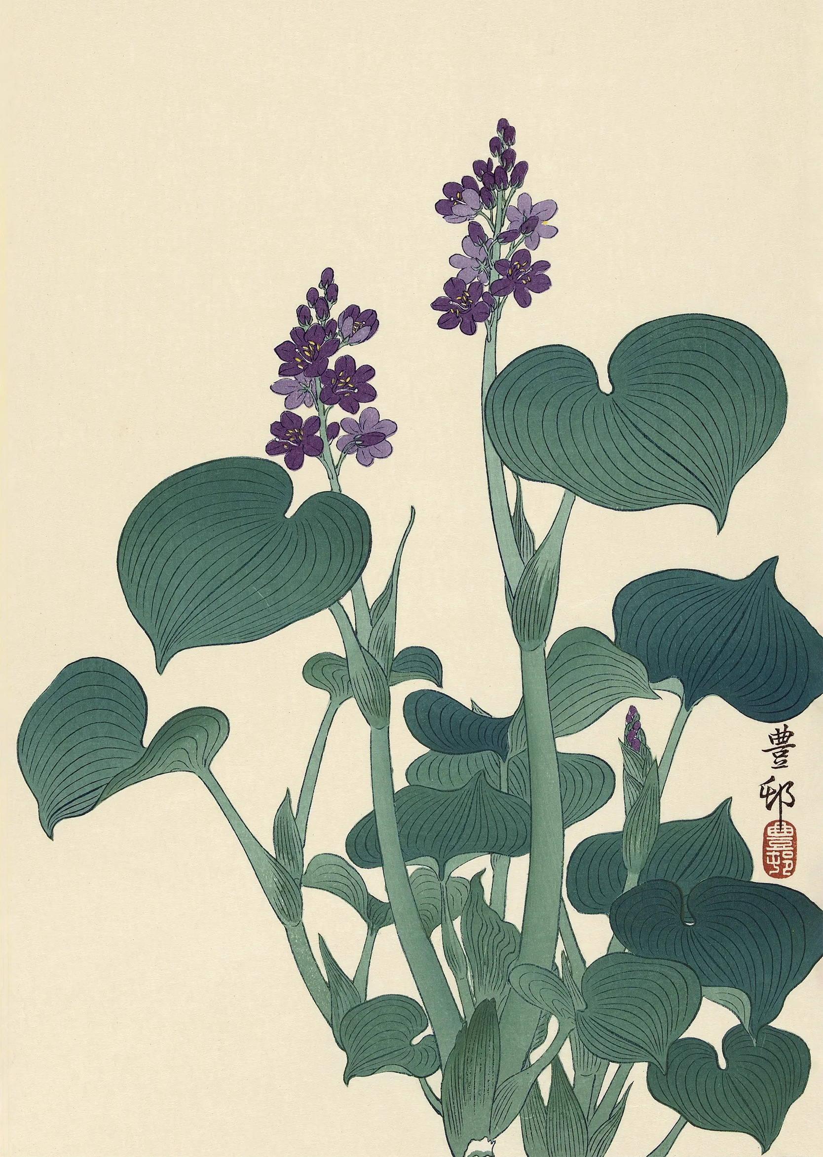 Purple Flowering Hosta