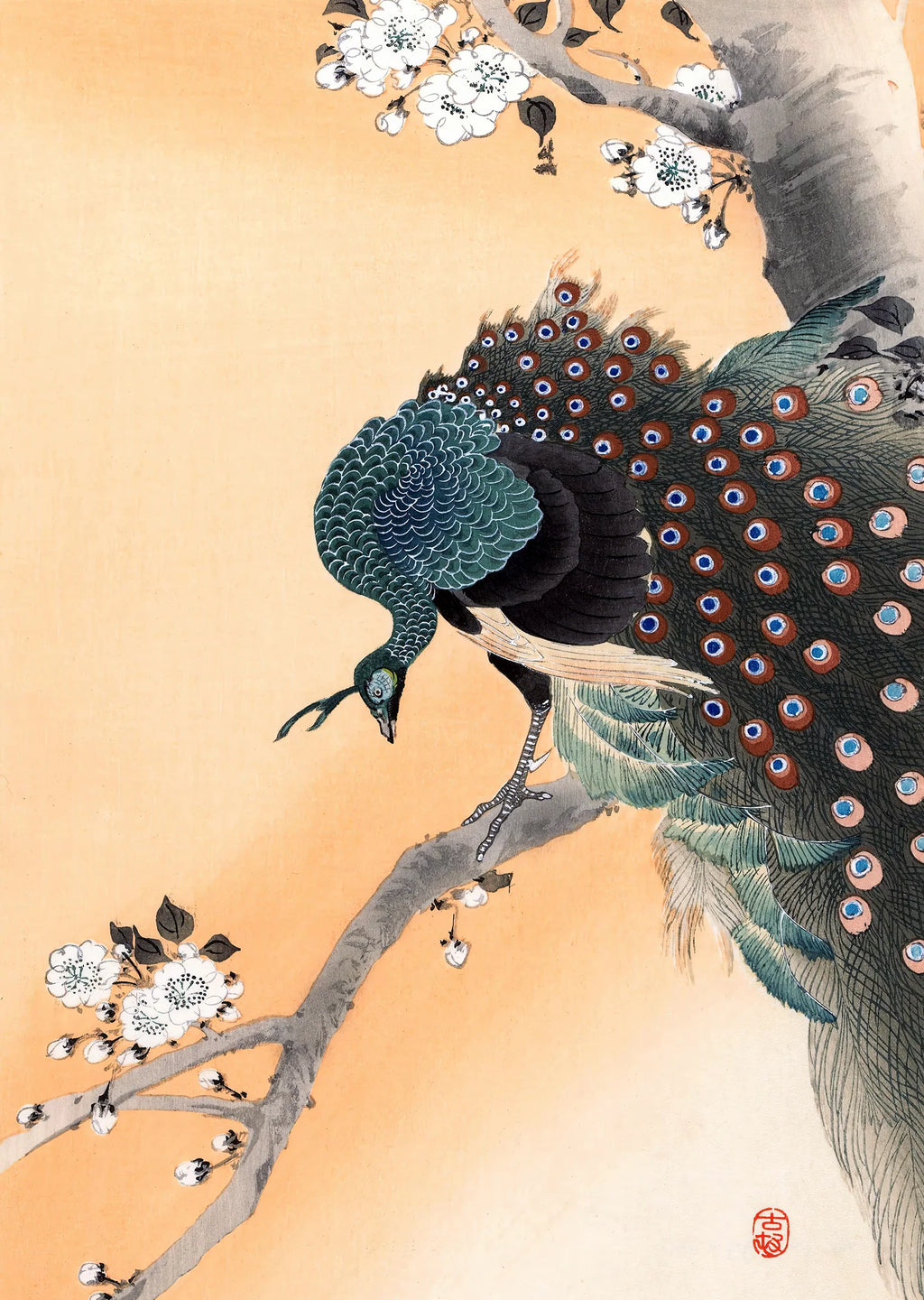 Peacock on a Cherry Blossom Tree